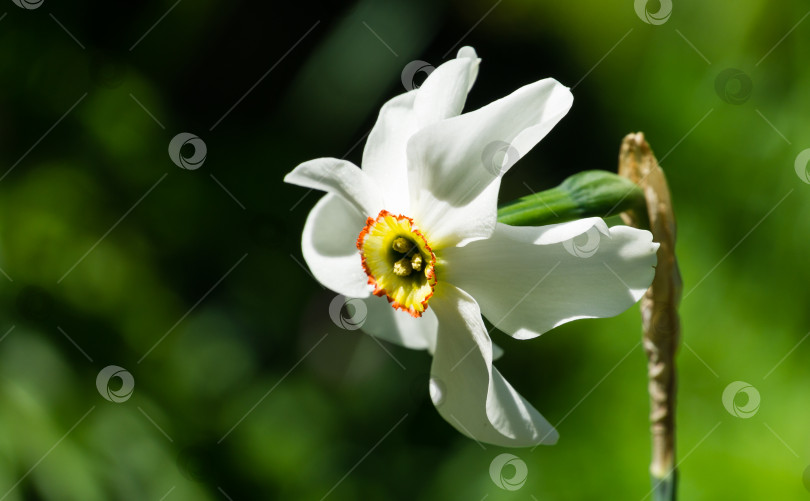 Скачать Крупный план белых цветов нарцисса ((Narcissus poeticus) в весеннем саду. Красивые нарциссы на зеленом фоне в стиле боке. Есть место для текста. Выборочный фокус. фотосток Ozero