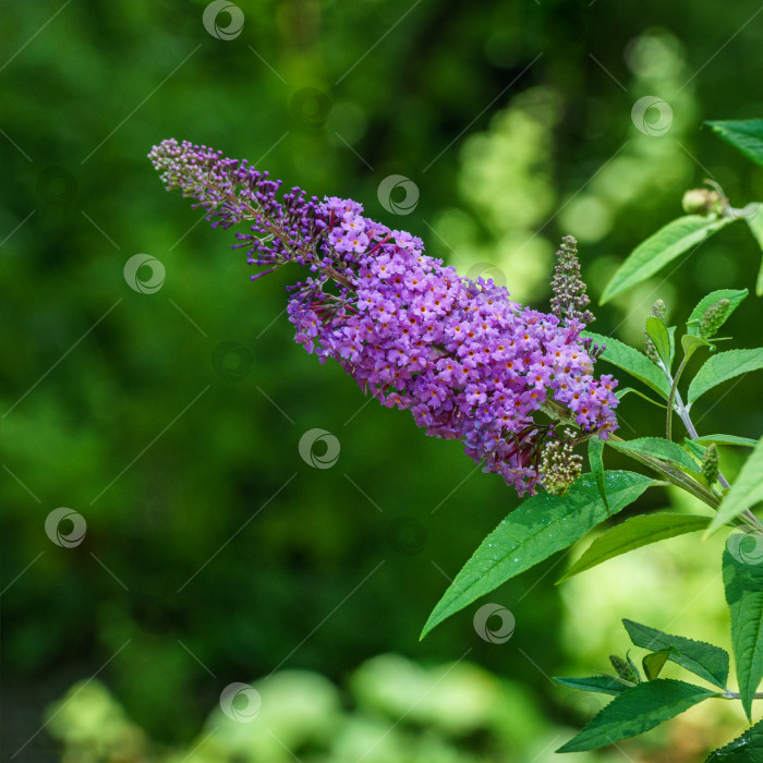 Скачать Красивый фиолетовый кустовой цветок-бабочка (Buddleja davidii) на размытом фоне естественной зелени. Выборочный фокус. Концепция природы для дизайна. Есть место для текста фотосток Ozero