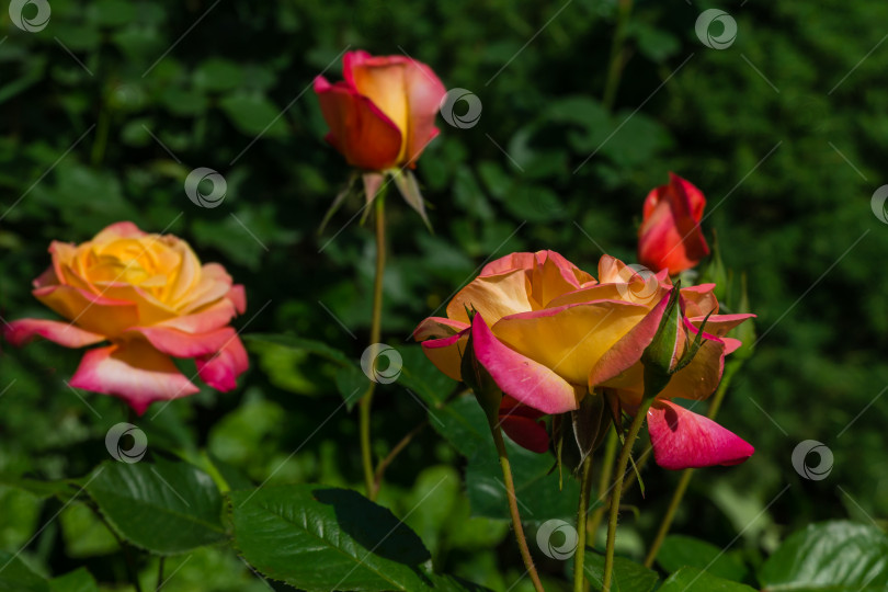 Скачать Яркие желто-оранжевые розы с розовой каймой на зеленом фоне. Розы Variety Club сфотографированы при естественном освещении. Выборочный фокус. Лирический мотив для дизайна фотосток Ozero