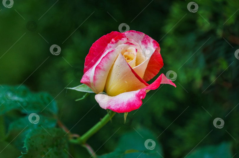 Скачать Мягкий крупный план прекрасной розы Double Delight. Роскошная фиолетовая роза с желтой сердцевиной. Лепестки розы покрыты каплями дождя на фоне размытой изумрудной зелени. Выборочный фокус. фотосток Ozero