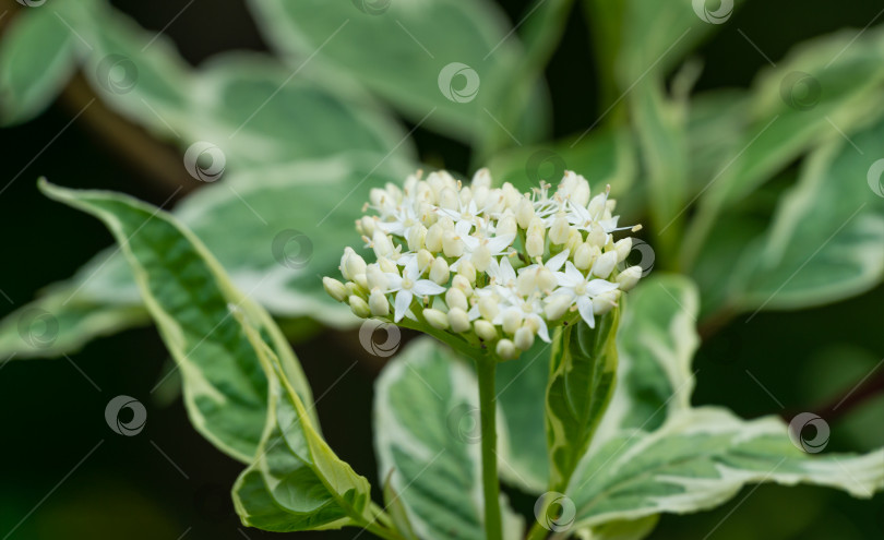 Скачать Белые цветы Cornus alba Elegantissima или Swidina white на размытом темно-зеленом фоне. Крупным планом цветущая ветка пестрого кустарника в саду. Выборочный акцент на природе. Концепция дизайна фотосток Ozero