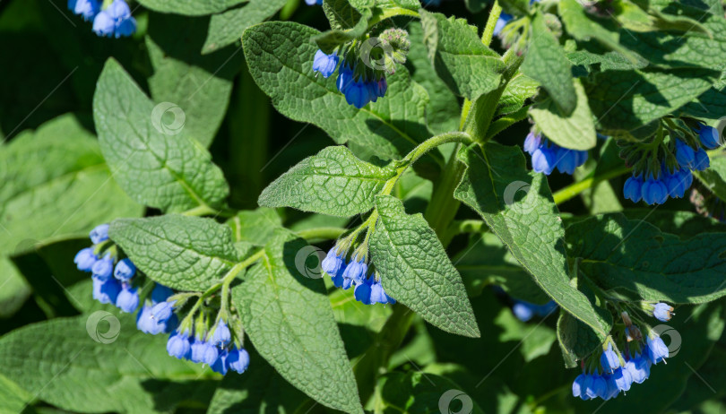 Скачать Голубой окопник (Symphytum caucasicum) с красивыми голубыми цветами на зеленых листьях в весеннем саду. Крупный план цветущего симфитума, также известного как бейнуэлл или кавказский окопник. Выборочный фокус фотосток Ozero