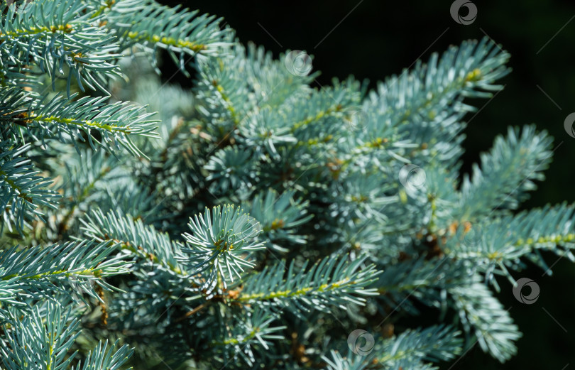 Скачать Серебристо-голубая ель Picea pungens Hoopsii в декоративном саду. Выборочный фокус крупным планом. Природная концепция для любого дизайна, хороша для рождественских открыток. Место для вашего текста. весна фотосток Ozero