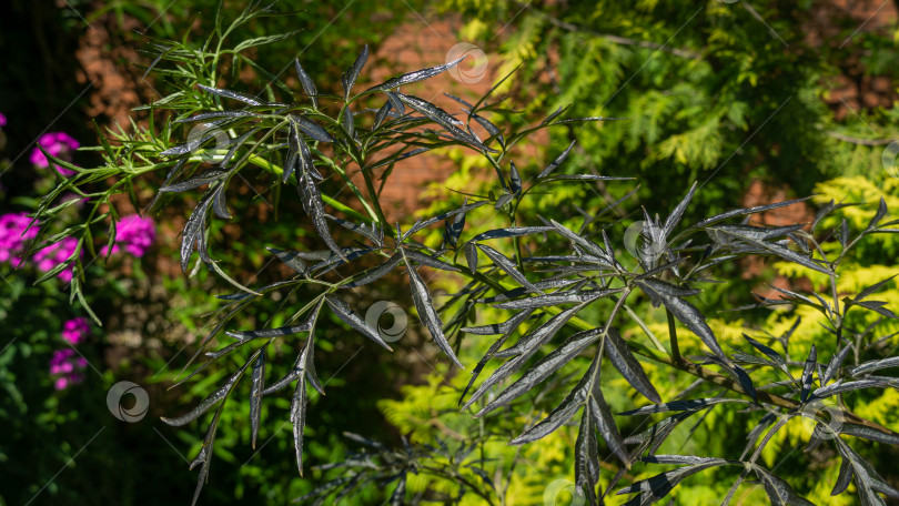 Скачать Фиолетовые весенние листья черной бузины самбукус (Sambucus nigra) porphyrophylla 'Eva'. Сорт черного кружева на темно-зеленом фоне сада. Селективный фокус. Концепция природы для дизайна фотосток Ozero