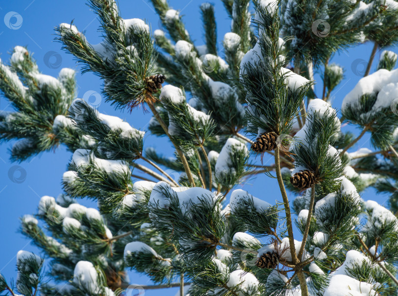 Скачать Крупный план красивых ветвей японской сосны Pinus parviflora Glauca с шишками, покрытыми белым пушистым снегом. Выборочный фокус. Концепция природы для волшебной темы Нового года и Рождества фотосток Ozero