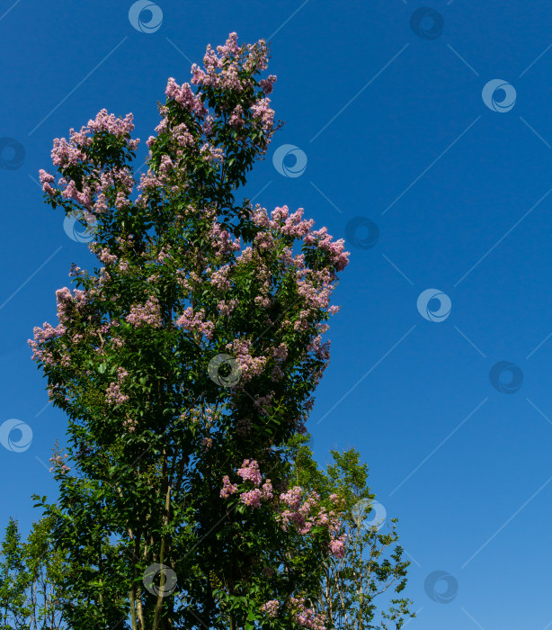 Скачать Красивые кусты крепового миртового дерева (Lagerstroemia indica) со светло-розовыми цветами распускаются в городском парке Краснодара. Общественный ландшафтный парк Галицкого для отдыха и прогулок солнечным летом 2021 года фотосток Ozero