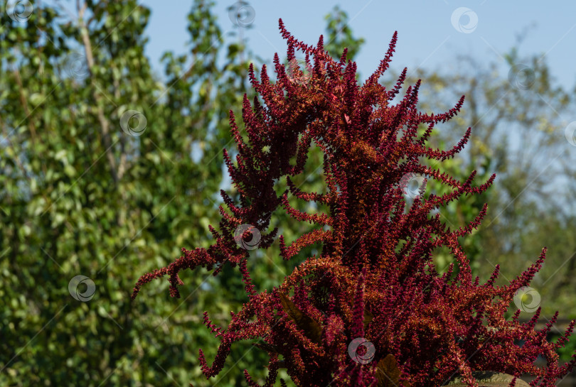 Скачать Фиолетовый цветок Amaranthus cruentus. Вид цветущих растений, широко известный как кровавый амарант или перо принца. фотосток Ozero