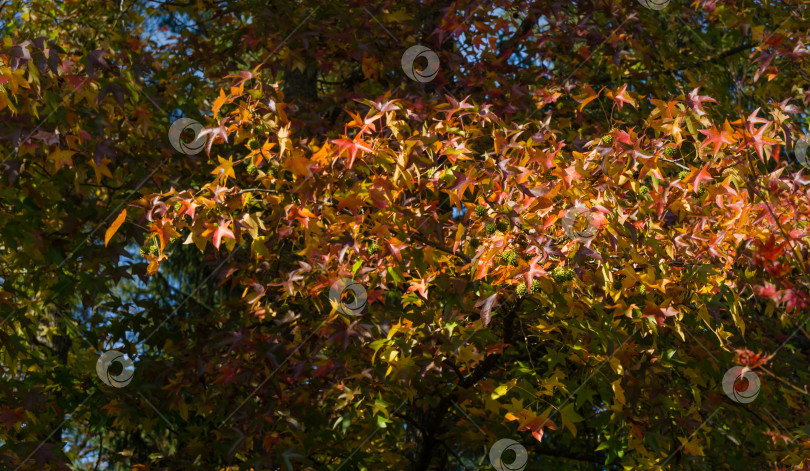Скачать Крупный план красных листьев и колючих шариков-семян Liquidambar styraciflua, обычно называемого американской сладкой камедью (янтарным деревом) в парке Горячий Ключ. Концепция природы для дизайна фотосток Ozero