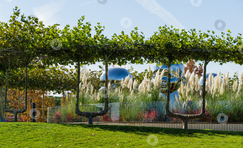 Скачать Сформированные молодые ветви с кроной платана лондонского (Platanus acerifolia) выращены в виде скамеек для отдыха в городском парке Краснодара. Общественный ландшафт парка Галицкого солнечной осенью 2021 года фотосток Ozero