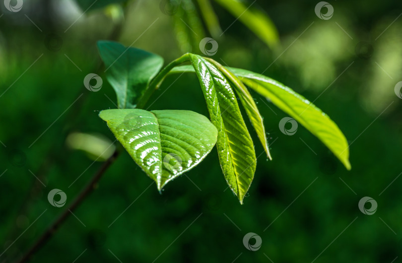Скачать Новые зеленые листья азимины трилобы или папайи в весеннем саду на размытом зеленом фоне. Концепция природы для любой концепции фона дизайна. Место для вашего текста фотосток Ozero