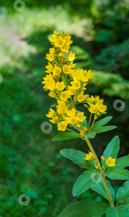 Скачать Желтые цветки Lysimachia punctata (крапивник пятнистый, желтый или садовый). Селективный фокус фотосток Ozero