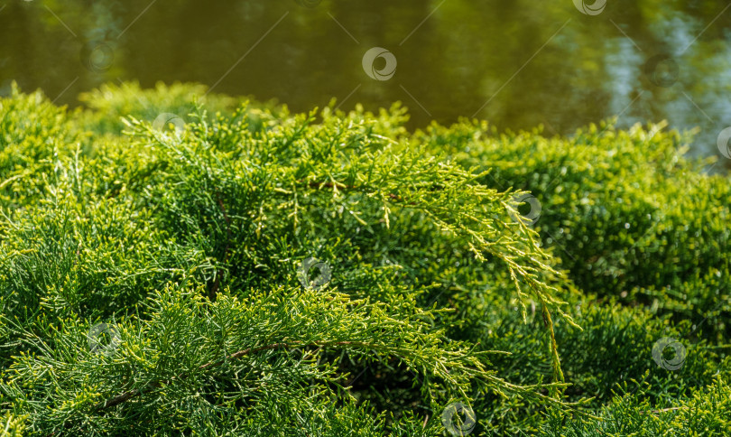 Скачать Молодые зеленые с желтыми верхушками веточки Juniperus pfitzeriana или Juniperus media Golden Saucer. Можжевельник растет возле пруда на размытом зеленом фоне. Интересен как естественный фон для любого дизайна фотосток Ozero