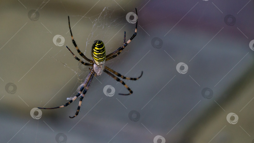 Скачать Большой осиный паук (Argiope bruennichi) в паутине. Красивый полосатый осиный паук на размытом фоне. фотосток Ozero