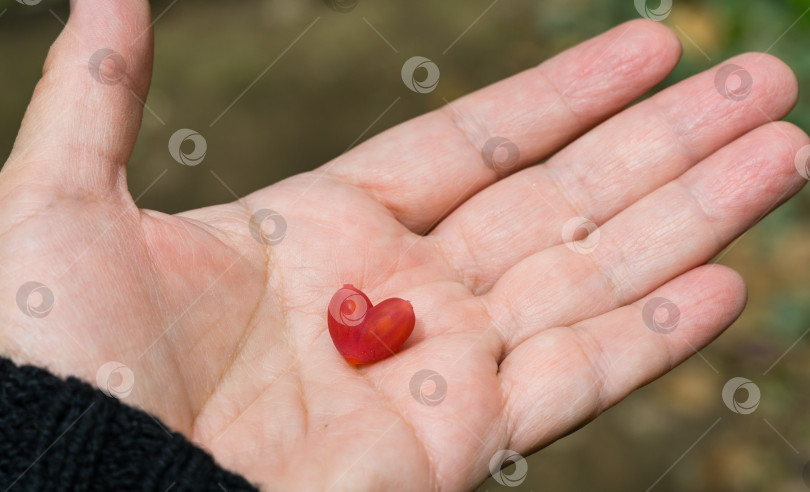 Скачать Крупным планом спелая ягода в форме розового сердечка на руке женщины. Плоды зимней жимолости Lonicera fragrantissima (standishii), или январского жасмина, китайской жимолости. фотосток Ozero