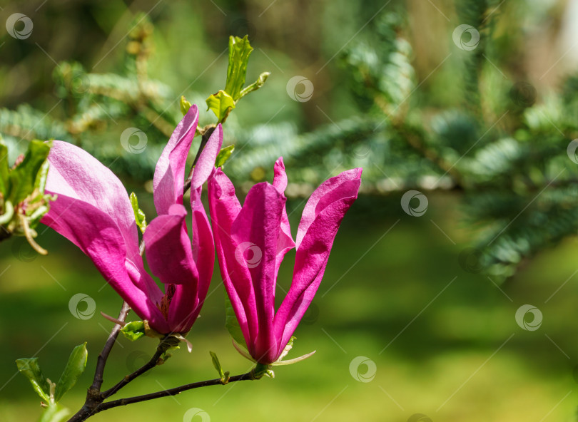 Скачать Крупные розовые цветы магнолии Сьюзен (Magnolia liliiflora x Magnolia stellata). Красивое цветение в весеннем саду. Выборочный крупный план. Концепция природы для дизайна. Место для вашего текста. фотосток Ozero