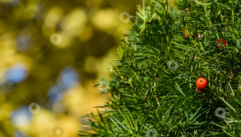 Скачать Крупный план красной ягоды тиса Taxus baccata в курортной зоне Горячий Ключ. Краснодарский край. фотосток Ozero