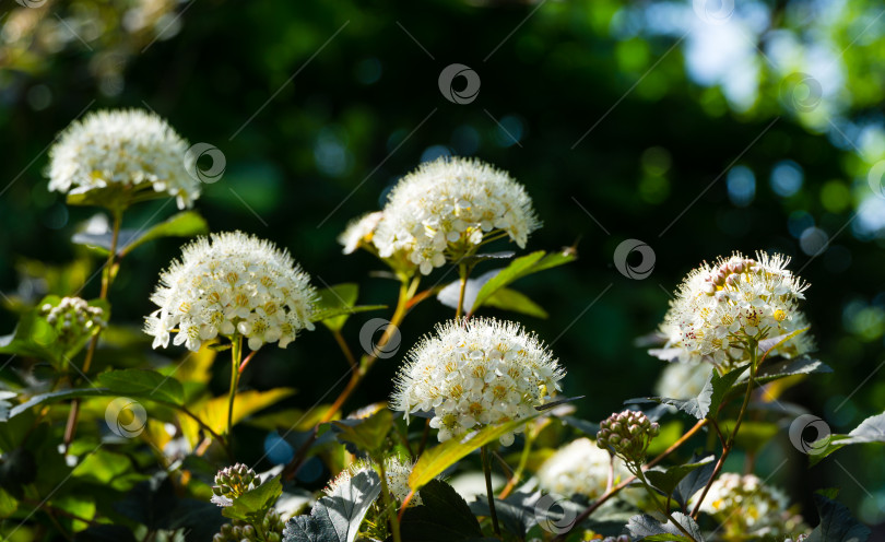 Скачать Крупным планом белые цветы девятиствольного кустарника (Physocarpus Opulifolius Diabolo) с фиолетовыми листьями на темном размытом фоне. Выборочный фокус. Цветочный пейзаж, свежие обои, концепция фона природы фотосток Ozero