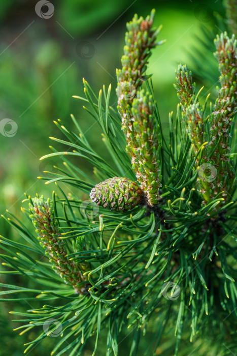 Скачать Pinus mugo Ophir с красивыми молодыми побегами и зеленой шишкой. Крупный план золотистого сорта карликовой горной сосны зеленого цвета с золотистыми кончиками иголок в солнечный весенний день. фотосток Ozero