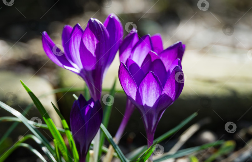 Скачать Фиолетовые крокусы на фоне солнечного света в саду ранней весной. Цветущий крокус Рубиновый гигант крупным планом на естественном зеленом фоне. Мягкий избирательный фокус. фотосток Ozero