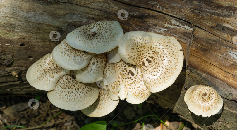 Скачать Lentinus tigrinus на стволе старой яблони. Белые с коричневыми шляпками грибы из семейства полипоровых. Съедобные грибы в естественной среде обитания в саду. Место для вашего текста. фотосток Ozero