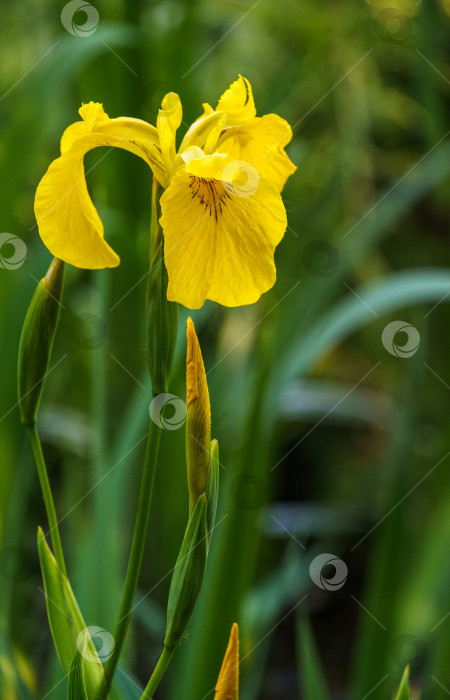 Скачать Желтый цветок Iris pseudacorus (желтый флаг, желтый ирис) на размытом зеленом фоне. Выборочный снимок природы крупным планом в весеннем саду.  Пейзаж для любых обоев. Есть место для текста фотосток Ozero
