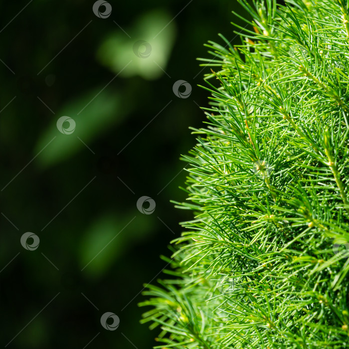 Скачать Канадская ель Picea glauca Conica в фокусе справа. Крупным планом ярко-зеленые молодые короткие иголки на размытом темном фоне. Концепция природы для дизайна. Место для вашего текста. Выборочный фокус фотосток Ozero