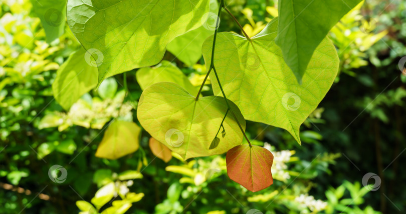 Скачать Крупный план молодых листьев красноплодки восточной, или Cercis canadensis. Зеленые и оранжевые листья иудиного дерева на фоне солнца на размытом зеленом фоне. Выборочный фокус. Место для вашего текста фотосток Ozero