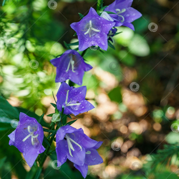 Скачать Крупный план фиолетово-голубых цветов Campanula persicifolia (колокольчик с персиковыми листьями) на размытой зелени летнего сада. фотосток Ozero