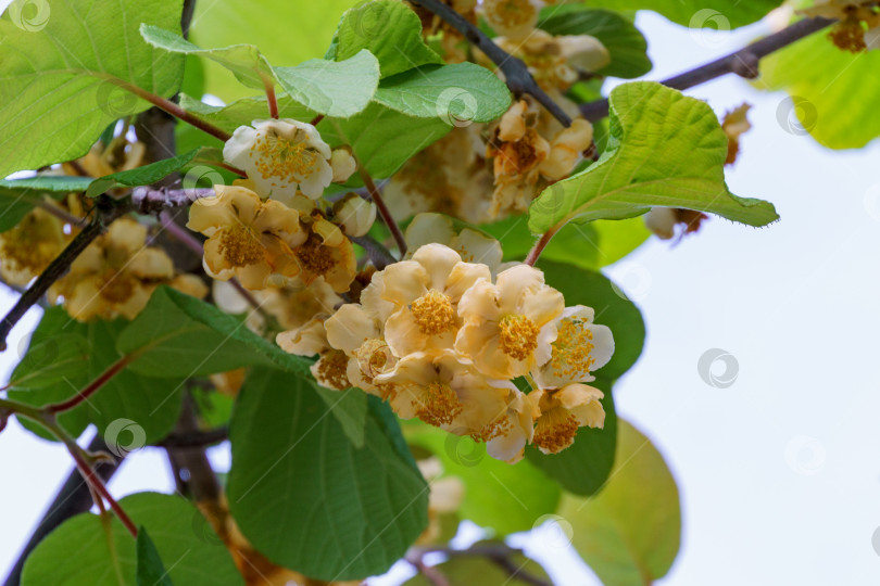 Скачать Крупный план цветущего киви (Actinidia chinensis или deliciosa).Цветы киви или китайского крыжовника. Красивое цветение на ветках с листьями в Сочинском парке фотосток Ozero