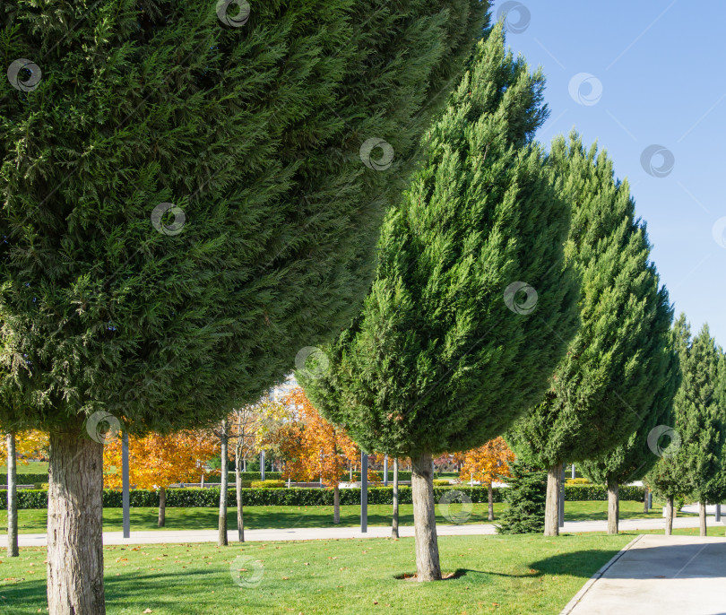 Скачать Ряд Cupressus sempervirens или средиземноморских кипарисов на аллее современного городского парка Краснодара. Общественный ландшафтный парк Галицкого для отдыха и прогулок. Солнечный осенний день 2021 года. фотосток Ozero