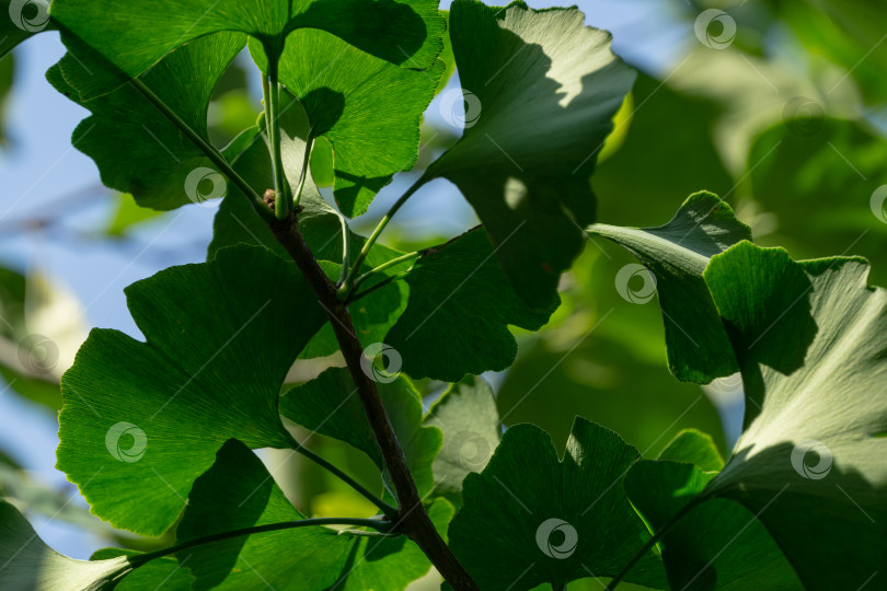 Скачать Дерево гинкго (Ginkgo biloba) или гингко с ярко-зелеными молодыми листьями на фоне размытой листвы. Выборочный крупный план. Концепция природы свежих обоев. фотосток Ozero