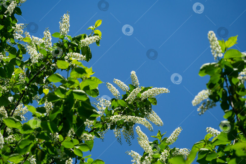 Скачать В саду цветет Prunus padus 'Сибирская красавица'. Белые цветы цветущей черемухи или первомайского дерева. Выборочный фокус. Есть место для текста. Концепция природы для дизайна фотосток Ozero