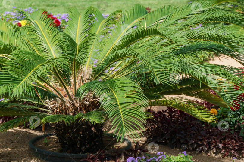 Скачать Пальма Cycas revoluta на Курортном бульваре в Кисловодске. Курортный бульвар - центральная пешеходная улица города-курорта Кисловодск. фотосток Ozero