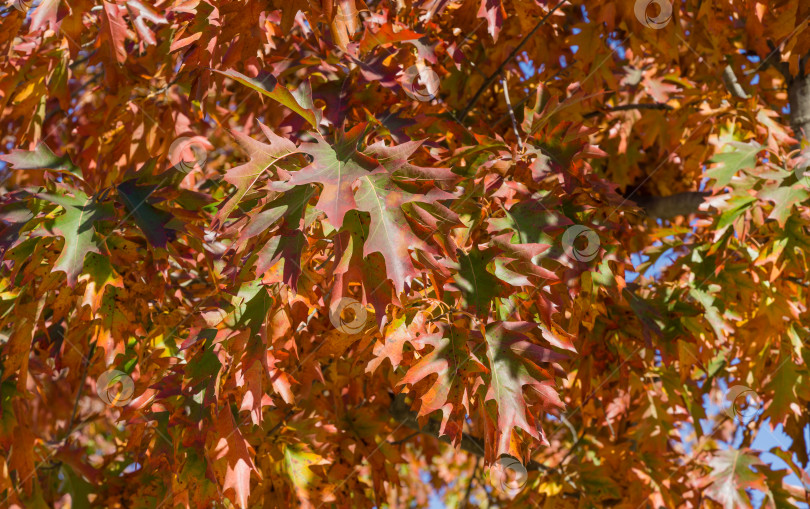 Скачать Красные осенние листья Quercus palustris, соснового дуба или болотного испанского дуба. Красивая осенняя листва в городском парке Краснодара или парке Галицкого солнечной осенью 2021 года. Концепция Nature для естественного дизайна. фотосток Ozero