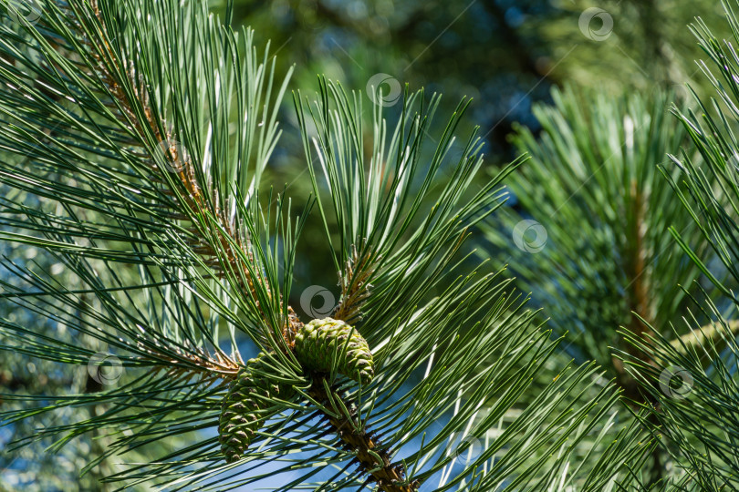 Скачать Молодые шишки на Pinus nigra, австрийской сосне или черной сосне. Красивые длинные иголки и эффект боке. Природная концепция дизайна. Выборочный акцент на переднем плане фотосток Ozero