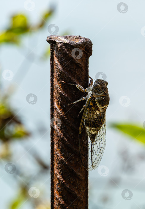 Скачать Крупный план обыкновенной цикады (Lyristes plebejus). Поющее насекомое со сложенными крыльями сидит на ржавой арматуре. Избирательный фокус. фотосток Ozero