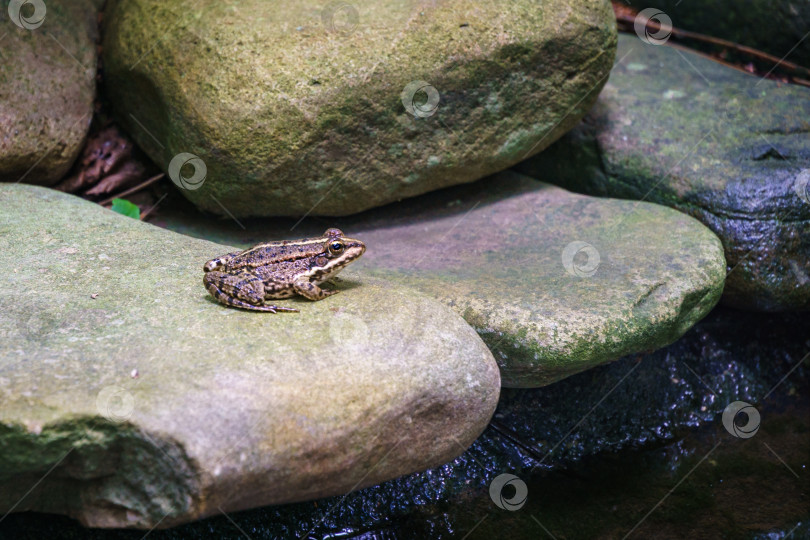 Скачать Маленькая лягушка Рана ридибунда (pelophylax ridibundus) сидит на камне у садового пруда. Естественная среда обитания и природная концепция дизайна фотосток Ozero