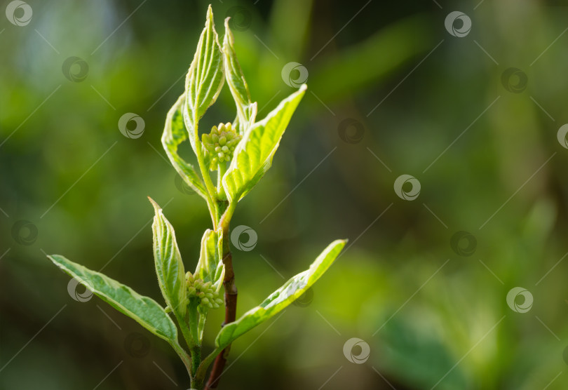 Скачать Крупный план цветущей пестрой веточки Cornus alba Elegantissima или Swidina white. Молодые зеленые листья с белым. Выборочный фокус. Весенняя тема для дизайна. Есть место для текста фотосток Ozero