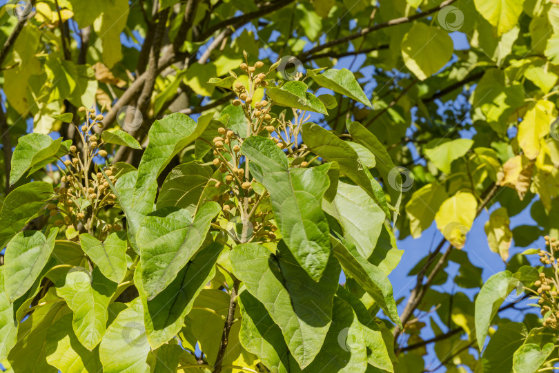 Скачать Бутоны дерева Paulownia tomentosa на фоне голубого неба в общественном ландшафтном городском парке "Краснодар" или "Парк Галицкого". Цветы императрицы или принцессы, или колокольчики наперстянки. Выборочный фокус крупным планом фотосток Ozero