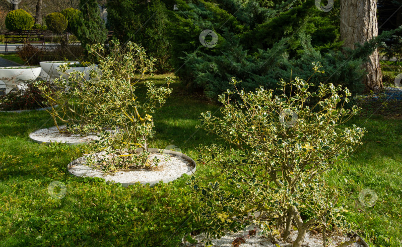 Скачать Подстриженные кусты рождественского остролиста ilex aquifolium Argentea Marginata, растущего в парке Горячий Ключ. фотосток Ozero