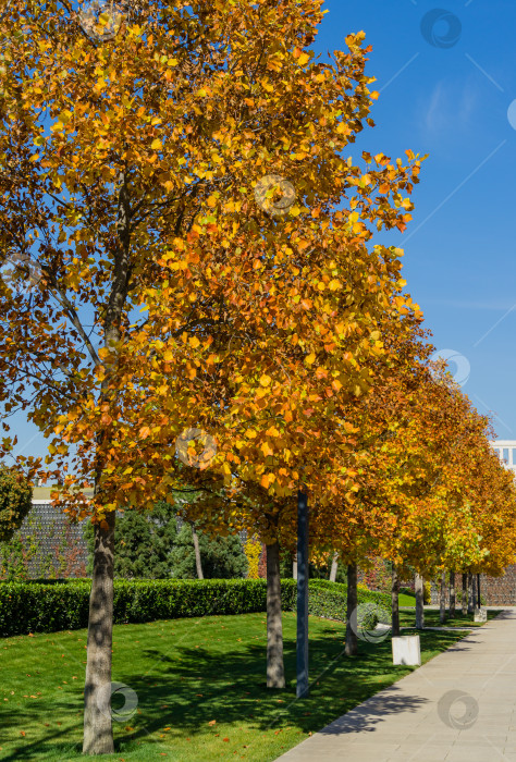 Скачать Тюльпанные деревья (Liriodendron tulipifera), называемые Тюльпанным деревом, американским или тюльпановым тополем в городском парке Краснодара. Ряды деревьев на аллеях общественного ландшафтного парка Галицкого солнечной осенью 2021 года фотосток Ozero