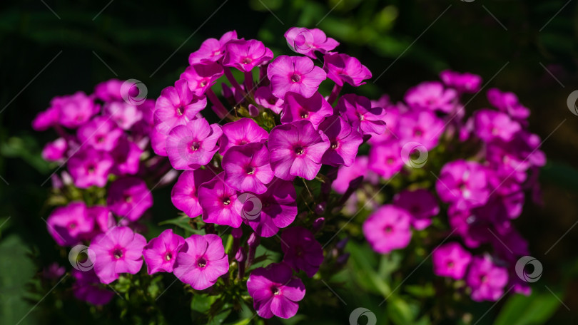 Скачать Фиолетовые пламенные цветы садового флокса (Phlox paniculata). Цветущий розовый флокс в летнем саду. Выборочный фокус крупным планом. Место для копирования фотосток Ozero