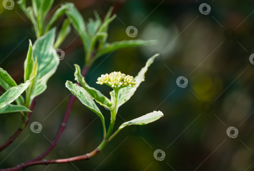 Скачать Крупный план цветущей пестрой веточки Cornus alba Elegantissima или Swidina white. Молодые зеленые листья с белым. Выборочный фокус. Весенняя тема для дизайна. Есть место для текста фотосток Ozero
