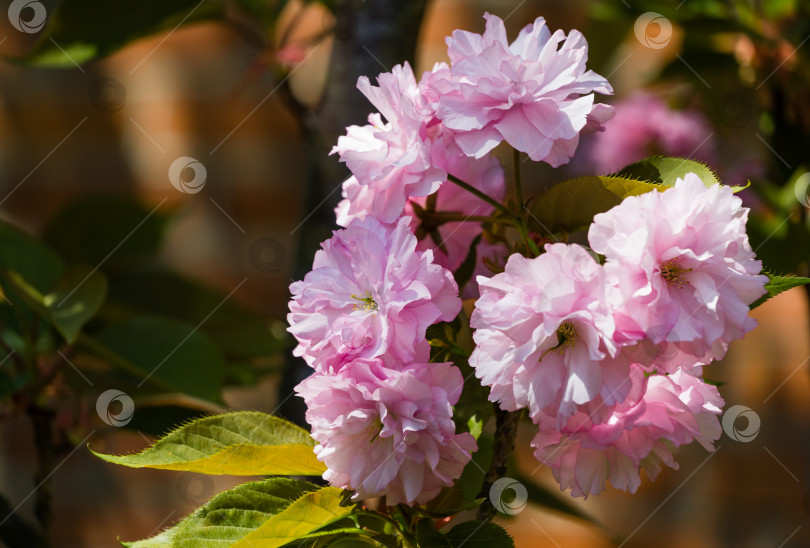 Скачать Розовые цветы Prunus 'Kanzan' (Prunus serrulata или Prunus lannesiana) крупным планом в весеннем саду. Цветы японской вишни в качестве фона для обоев. Выборочный фокус фотосток Ozero