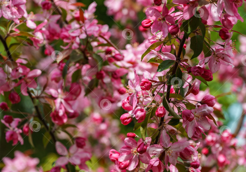 Скачать Красивые розовые цветы яблони Malus 'Makowieckiana'. Темно-розовые цветы в весеннем саду. Это дерево является гибридом яблони 'Niedzwetzkyana'. Выборочный фокус крупным планом фотосток Ozero