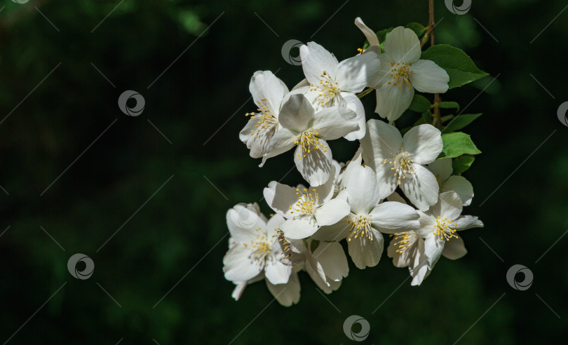 Скачать Мягкий крупный план цветов жасмина Philadelphus lewisii на кусте на черном фоне в саду. Выборочный фокус. Удивительно естественная композиция. Естественный цветочный пейзаж, свежие обои фотосток Ozero