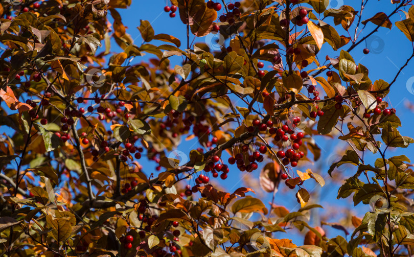 Скачать Множество мелких красных яблок сибирского крабовидного яблока (Malus baccata) на солнечном фоне осенних листьев в общественном ландшафтном городском парке Краснодара или парке Галицкого.  Выборочный фокус. фотосток Ozero