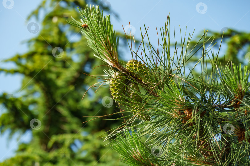 Скачать Крупный план зеленых молодых женских шишек Pinus pinaster, приморской сосны или кустовой сосны. Это твердая, быстрорастущая сосна в Адлере. фотосток Ozero