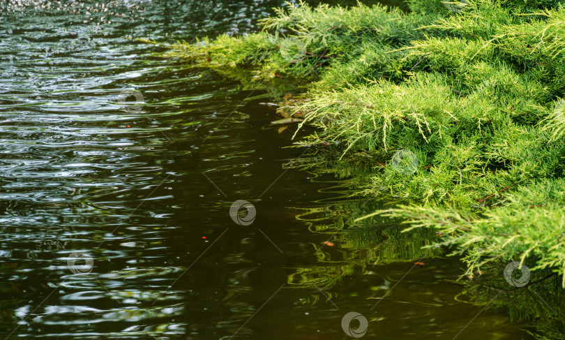 Скачать Зеленые с желтыми верхушками веточки Juniperus pfitzeriana или Juniperus media Old Gold над темным прудом. Красивые веточки можжевельника для любого дизайна. Обои "Пейзаж для природы" с возможностью копирования фотосток Ozero