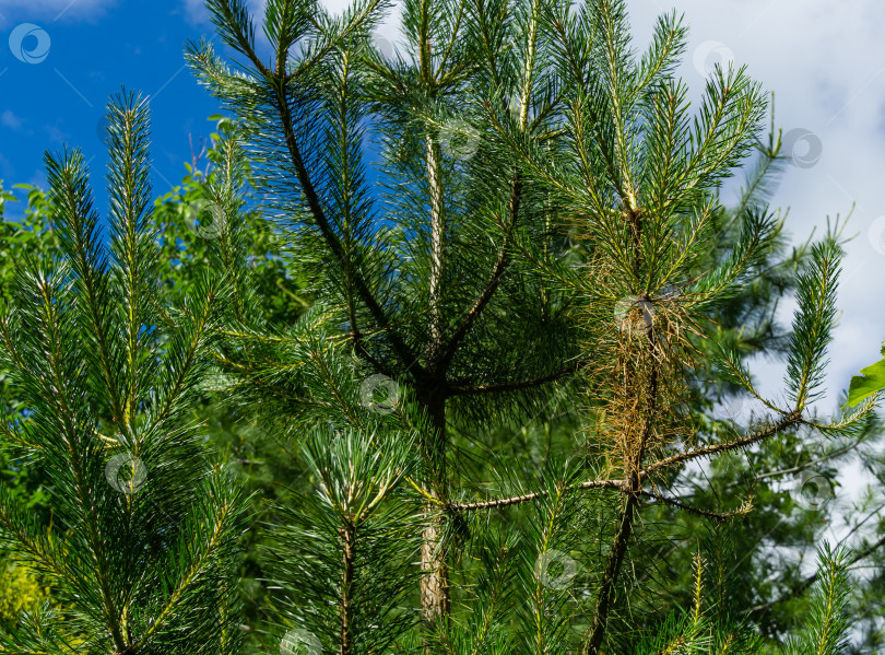 Скачать Личинка обыкновенного соснового пилильщика (Diprion pini) повреждает молодую сосну Pinus sylvestris. фотосток Ozero